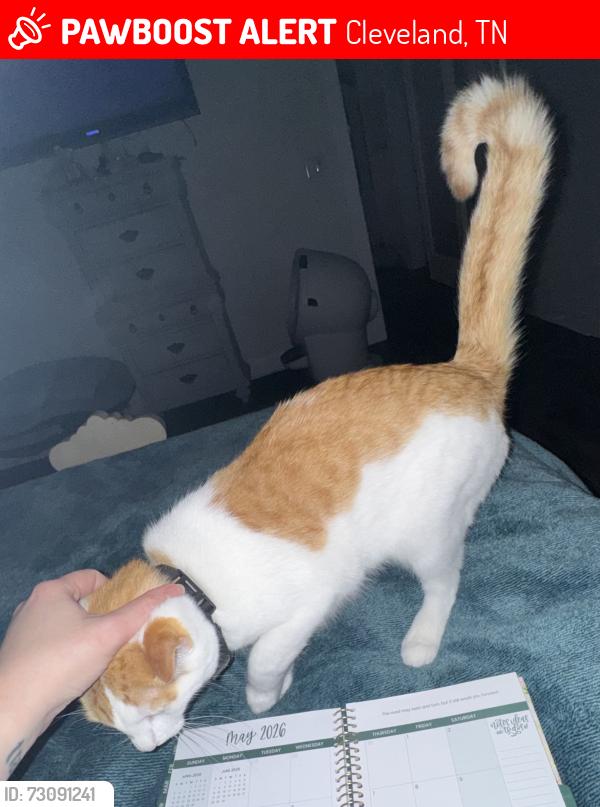 Lost Female Cat last seen Near William Way SE. Cleveland, TN 37323, Cleveland, TN 37323