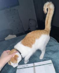 Lost Female Cat last seen Near William Way SE. Cleveland, TN 37323, Cleveland, TN 37323