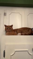 Reunited Male Cat last seen NE Marshall St and 18th Ave NE, Minneapolis, MN 55418