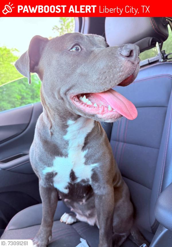 Lost Female Dog last seen Sport complex, Liberty City, TX 75662