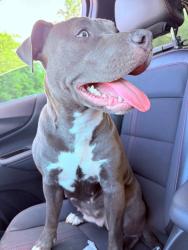 Lost Female Dog last seen Sport complex, Liberty City, TX 75662