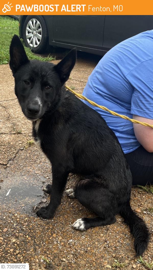 Found/Stray Male Dog last seen Gravois bluffs, Fenton, MO 63026