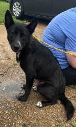 Found/Stray Male Dog last seen Gravois bluffs, Fenton, MO 63026