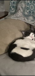 Lost Female Cat last seen SW Blaine and SW 198t, Beaverton, OR 97003