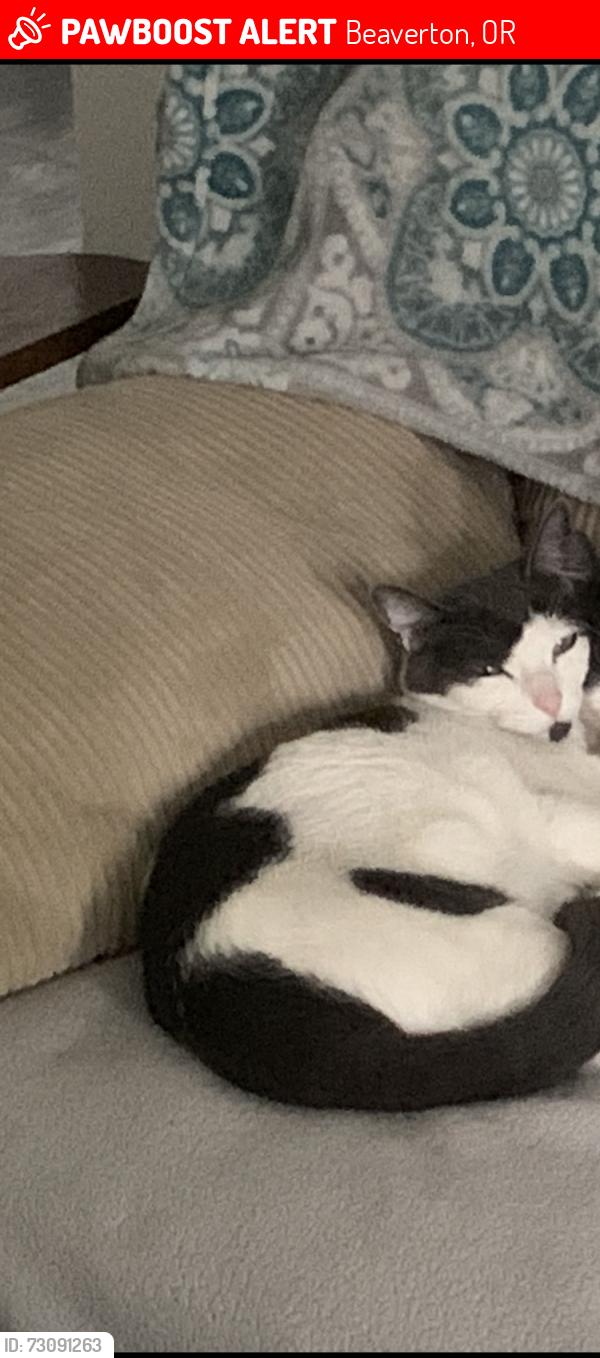 Lost Female Cat last seen SW Blaine and SW 198t, Beaverton, OR 97003