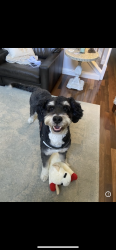 Lost Male Dog last seen Laurel Creek Rd Townsend, TN 37882 United States, Blount County, TN 37882