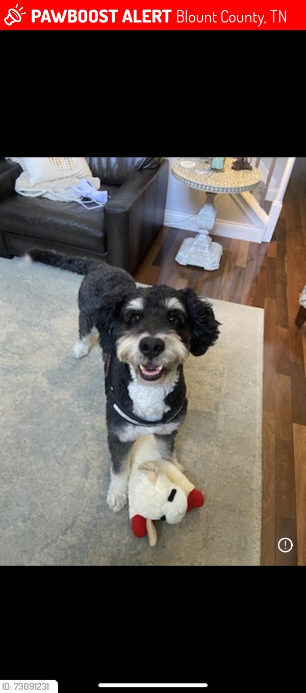 Lost Male Dog last seen Laurel Creek Rd Townsend, TN 37882 United States, Blount County, TN 37882