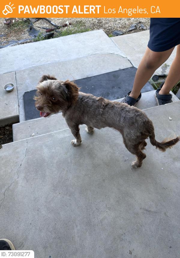 Found/Stray Female Dog last seen rex st, Los Angeles, CA 91342