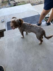 Found/Stray Female Dog last seen rex st, Los Angeles, CA 91342