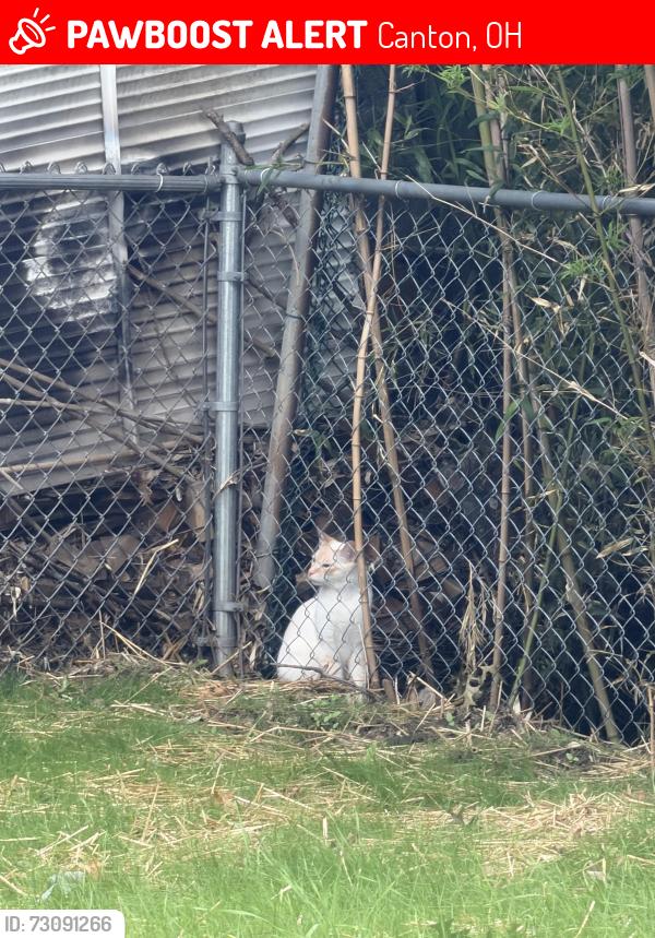 Lost Male Cat last seen 36th. 37th, Canton, OH 44709