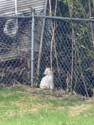 Lost Male Cat last seen 36th. 37th, Canton, OH 44709