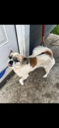 Found/Stray Female Dog last seen By coffee shop, Decker Prairie, TX 77354