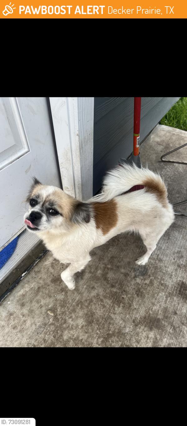 Found/Stray Female Dog last seen By coffee shop, Decker Prairie, TX 77354