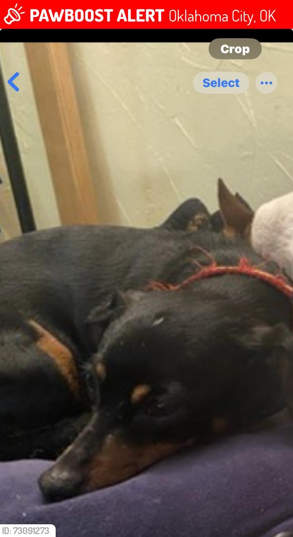 Lost Female Dog last seen Sw 61st and S Western, Oklahoma City, OK 73139