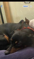 Lost Female Dog last seen Sw 61st and S Western, Oklahoma City, OK 73139