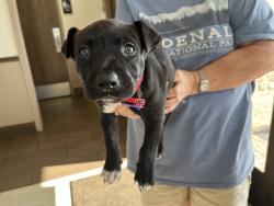 Found/Stray Male Dog last seen Near and Sam houston, US-59,  66032
