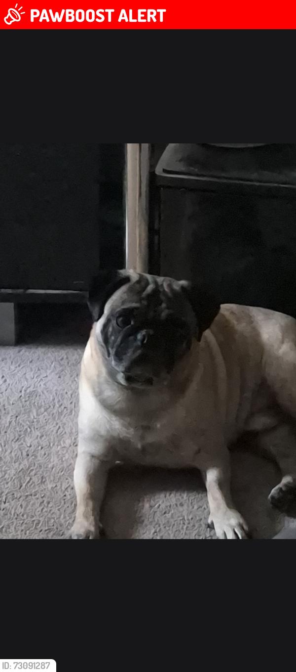 Lost Male Dog last seen Farischon Road and route 307, Spring Brook Township, PA 18444