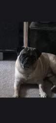 Lost Male Dog last seen Farischon Road and route 307, Spring Brook Township, PA 18444