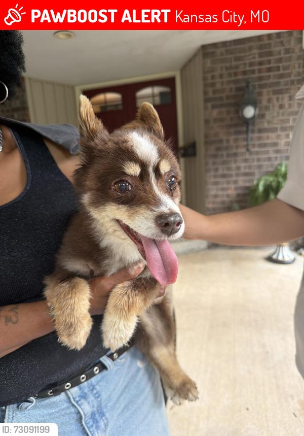 Lost Unknown Dog last seen washington and minor, Kansas City, MO 64114