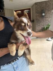 Lost Unknown Dog last seen washington and minor, Kansas City, MO 64114