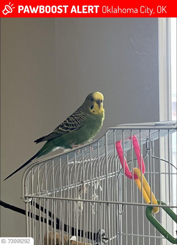 Lost Female Bird last seen Little leaf lane, rosecreek, Oklahoma City, OK 73012