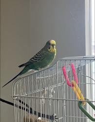 Lost Female Bird last seen Little leaf lane, rosecreek, Oklahoma City, OK 73012