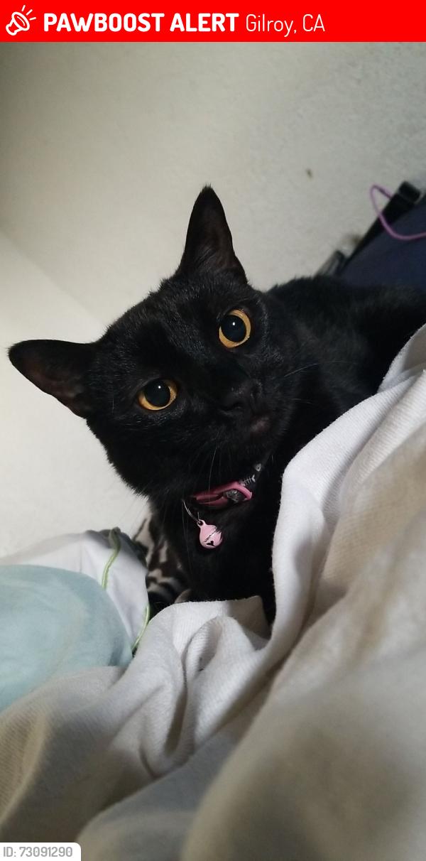Lost Female Cat last seen 3rd street and Santa Teresa Blvd, Gilroy, CA 95020