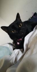 Lost Female Cat last seen 3rd street and Santa Teresa Blvd, Gilroy, CA 95020