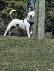 Lost Male Dog last seen Gratiot, Detroit, MI 48226