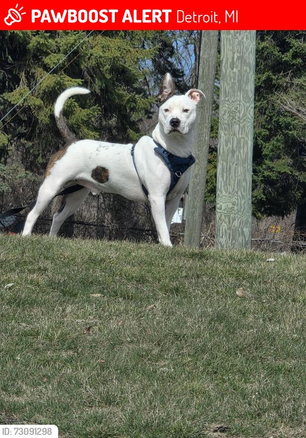 Lost Male Dog last seen Gratiot, Detroit, MI 48226