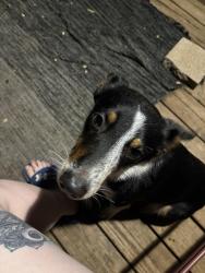 Reunited Male Dog last seen 60th and macarthur, Warr Acres, OK 73122
