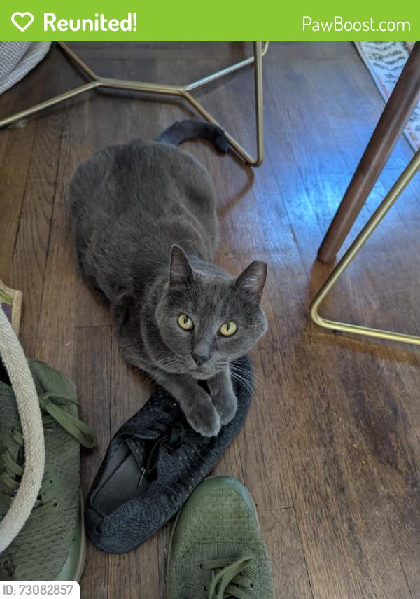 Reunited Male Cat last seen North Oakland, Oakland, CA 94608