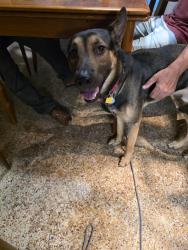 Found/Stray Male Dog last seen 168th Street and 85th Ave, Palmetto Bay, FL 33157