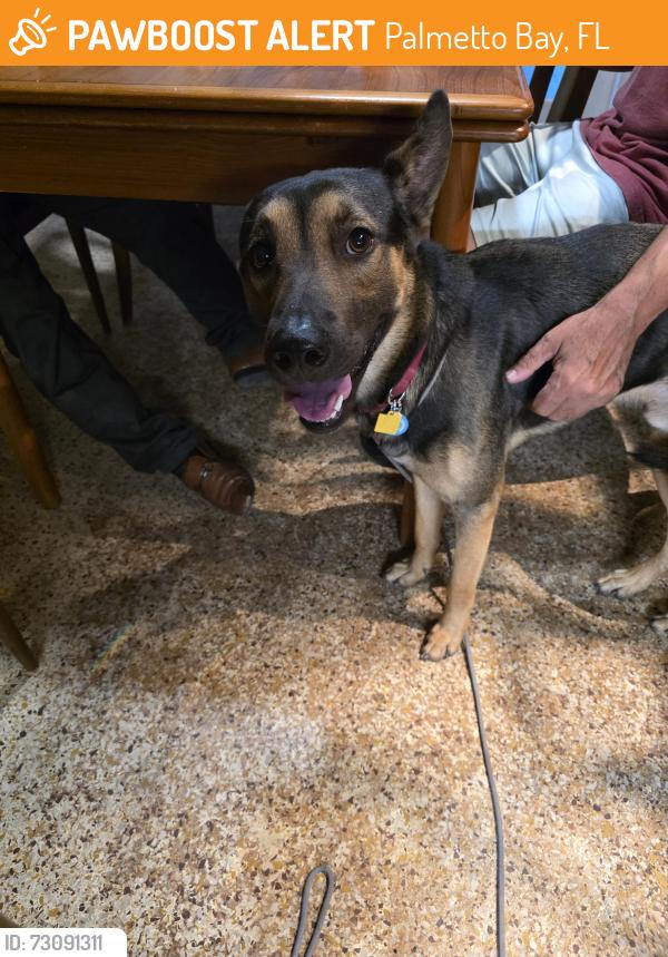 Found/Stray Male Dog last seen 168th Street and 85th Ave, Palmetto Bay, FL 33157