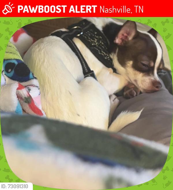Lost Female Dog last seen Nashville shores, Nashville, TN 37076