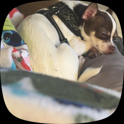 Lost Female Dog last seen Nashville shores, Nashville, TN 37076
