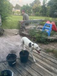 Reunited Female Dog last seen Spruce wood Ct, Bonaire, GA 31005