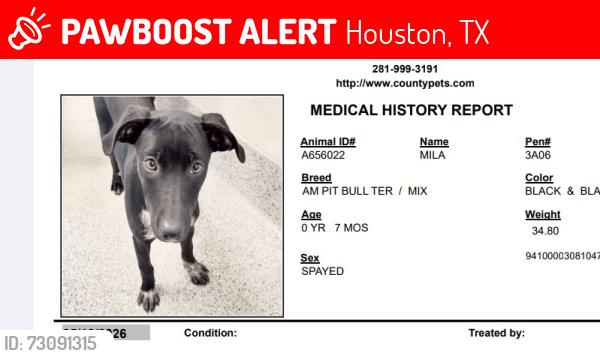 Lost Female Dog last seen Keeland and Magna, Houston, TX 77093