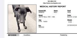 Lost Female Dog last seen Keeland and Magna, Houston, TX 77093