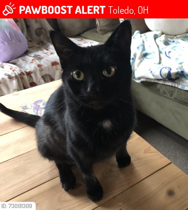 Lost Female Cat last seen Near UT around Dorr/Secor and Byrne/Nebraska cross streets, Toledo, OH 43607