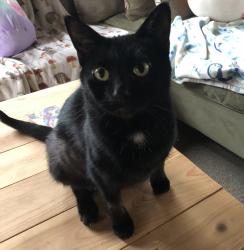 Lost Female Cat last seen Near UT around Dorr/Secor and Byrne/Nebraska cross streets, Toledo, OH 43607