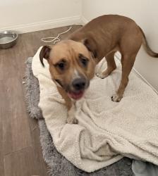 Found/Stray Female Dog last seen 38th st and Yale ave, Phoenix, AZ 85008
