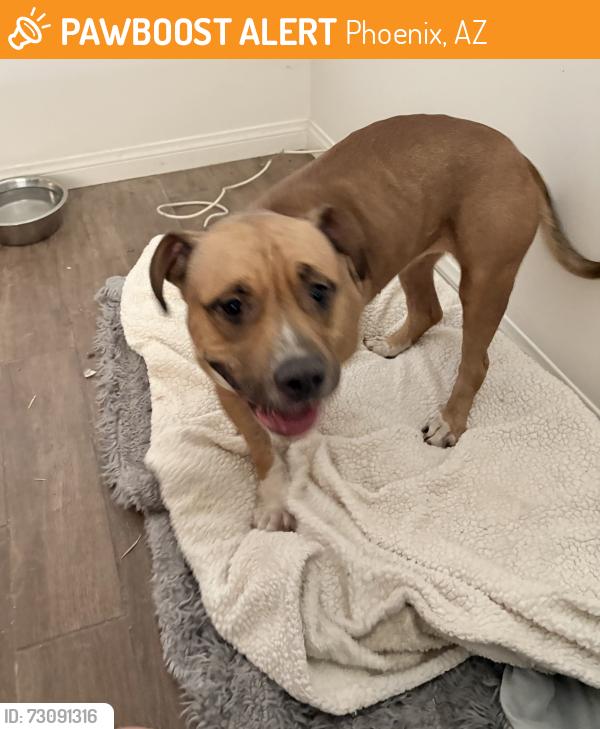 Found/Stray Female Dog last seen 38th st and Yale ave, Phoenix, AZ 85008
