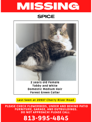 Lost Female Cat last seen Lake Patience and Vision Rd, Land O' Lakes, FL 34638