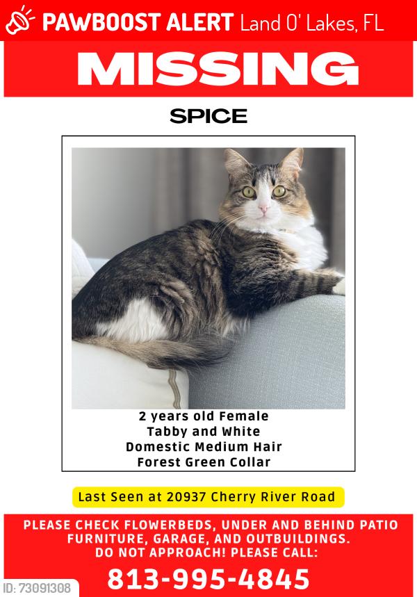 Lost Female Cat last seen Lake Patience and Vision Rd, Land O' Lakes, FL 34638
