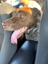 Found/Stray Male Dog last seen Mason st, Appleton, WI 54914