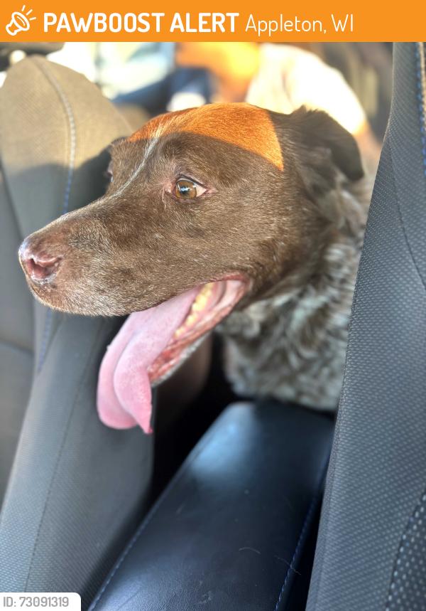 Found/Stray Male Dog last seen Mason st, Appleton, WI 54914