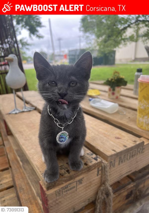 Lost Male Cat last seen 7th Avenue chevron, Corsicana, TX 75110