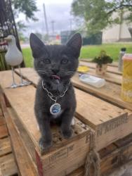 Lost Male Cat last seen 7th Avenue chevron, Corsicana, TX 75110