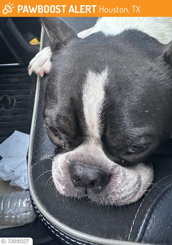 Found/Stray Unknown Dog last seen Saint Williams and Parfield ln, Houston, TX 77084